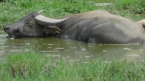 Water Buffalo Stock Footage 236392197