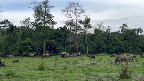 Water buffalo Stock Footage 245778325
