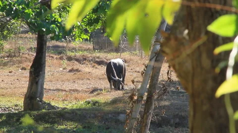 Water buffalo grazing Stock Footage 49636885
