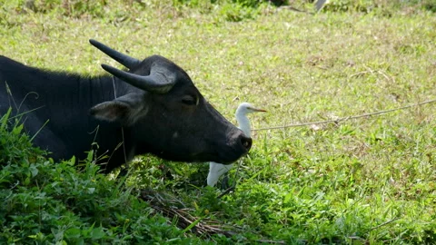 Water Buffalo Grazing Grass Alongside a White Egret in a Lush Moorland 스톡 동영상 303621771