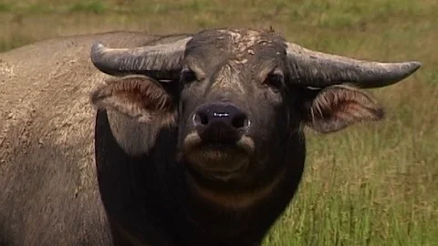 Water buffalo head Stock Footage 124711678