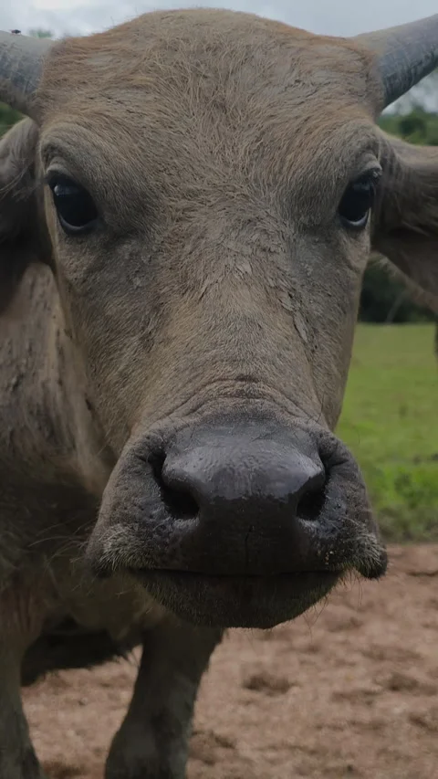 Water buffalo herd approaches the camera lens, their eyes filled with gentl.. Stock Footage 315550830