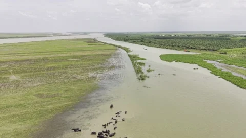 Water Buffalo Herd Bathing in Muddy River, Rising Aerial View Video stock 343428278