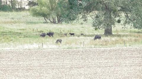 Water buffalo herd in die fields Stock Footage 344278001