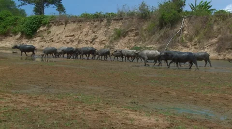 Water buffalo herd Video stock 51144713