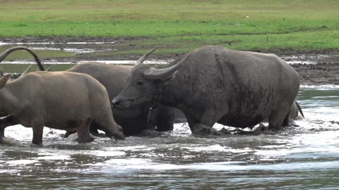 Water Buffalo herd makes its way to the river 스톡 동영상 314244234