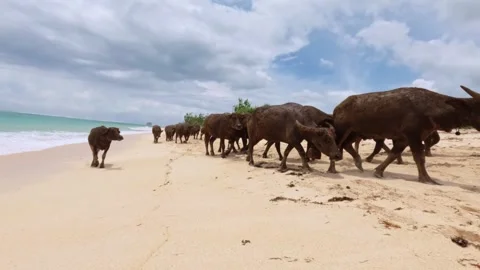 Water Buffalo Herd Walking Along Tropical Beach, South Lombok, Indonesia Stock Footage 341820252