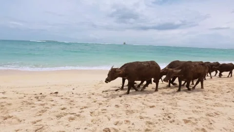 Water Buffalo Herd Walking on Sandy Beach, South Lombok, Indonesia Stock Footage 341820336