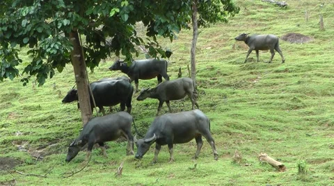 Water buffalo, Laos Stockbeeldmateriaal 64856281
