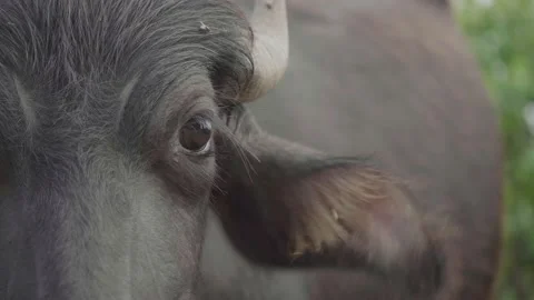 Water Buffalo looking at the camera and flapping Ears to get rid of flies Video stock 164287320