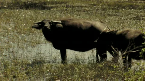 Water Buffalo in Marsh Stock Footage 296471