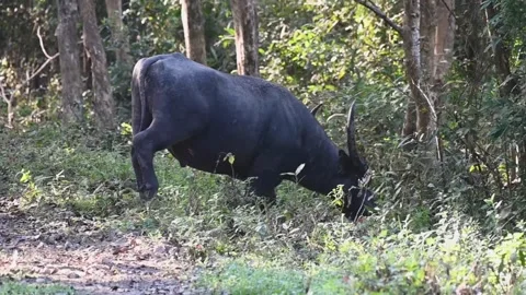 Water buffalo peacefully going into the forest in Kaziranga national park Stock Footage 261684652
