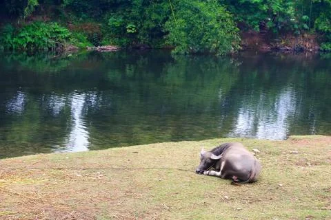 Water buffalo Stock Photos