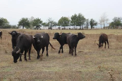 WATER BUFFALO Stock Photos