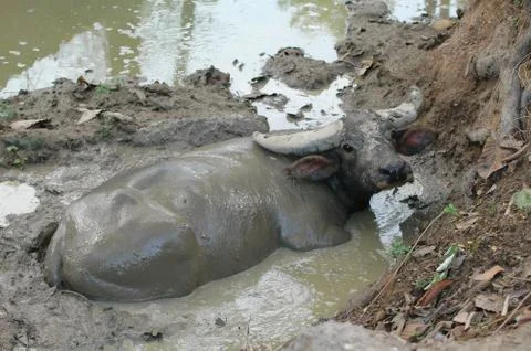 Water buffalo 스톡 사진