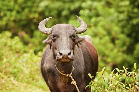Water buffalo Stock-Fotos