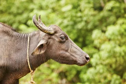 Water buffalo 写真素材