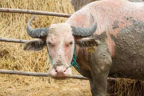 Water buffalo Stockfoto's