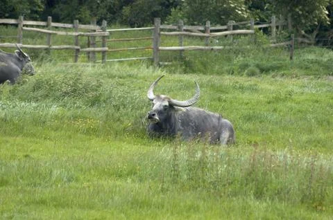 Water buffalo Stock Photos