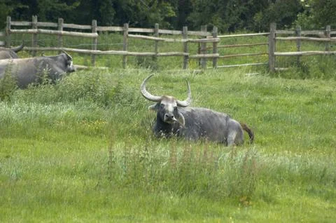 Water buffalo Stock Photos