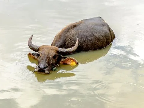 Water buffalo Stock Photos
