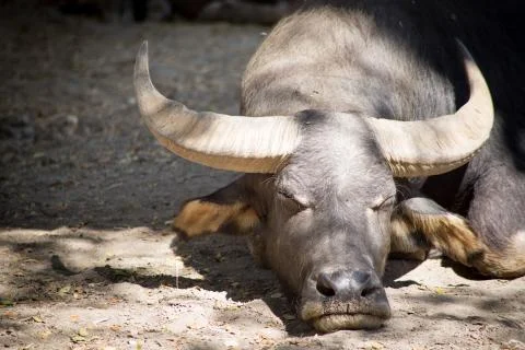 Water Buffalo Stock Photos