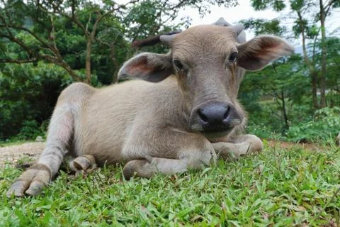 Water buffalo Stock Photos