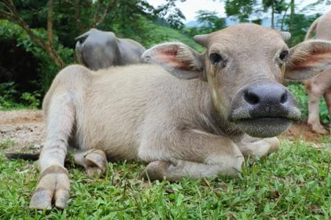 Water buffalo Foto stock