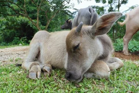 Water buffalo Stock Photos