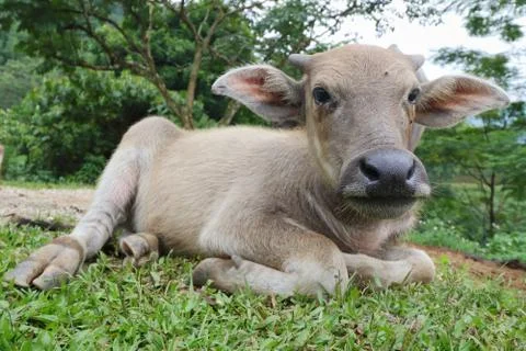 Water buffalo Stock Photos