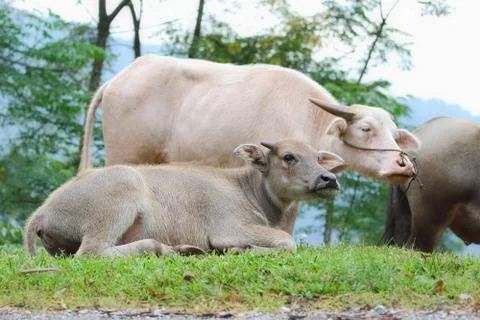 Water buffalo Stock Photos