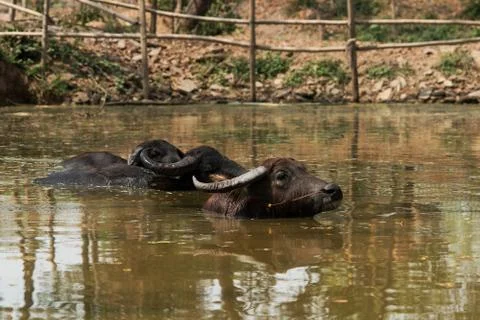 Water buffalo Stock Photos