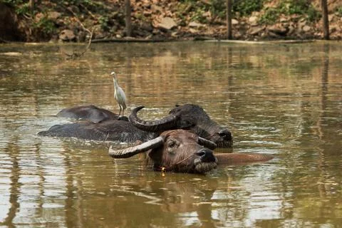 Water buffalo Stock Photos