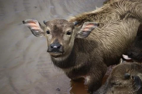 Water buffalo Stock Photos