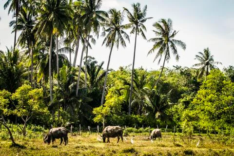Water Buffalo Stock Photos