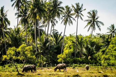 Water Buffalo Stock Photos
