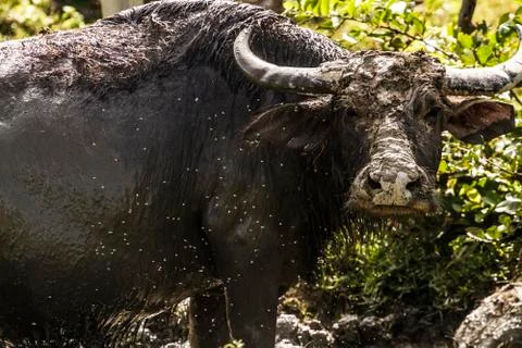 Water Buffalo Stock Photos