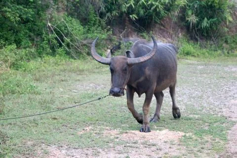 Water buffalo Stock Photos