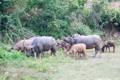 Water buffalo Stock Photos