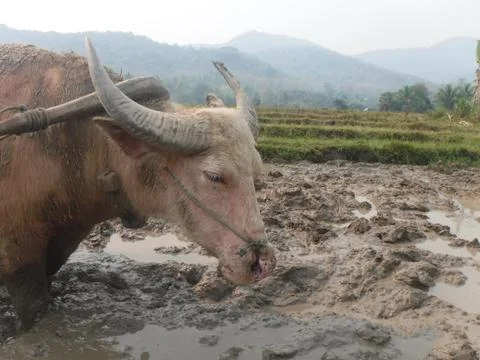 Water Buffalo Foto stock