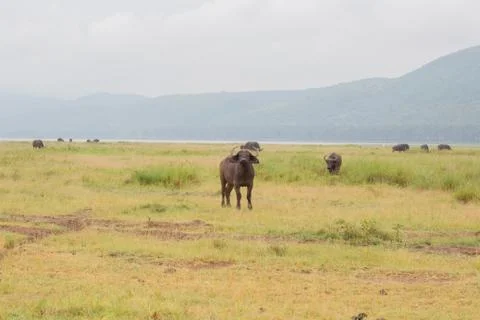 Water buffalo Stock Photos