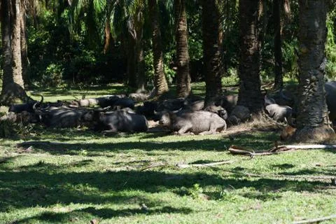 Water buffalo Stock Photos
