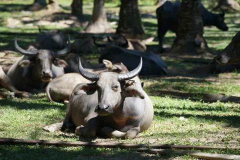 Water buffalo Stock Photos