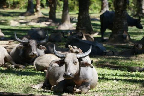 Water buffalo Stock Photos