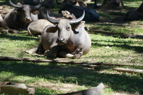 Water buffalo Stock Photos