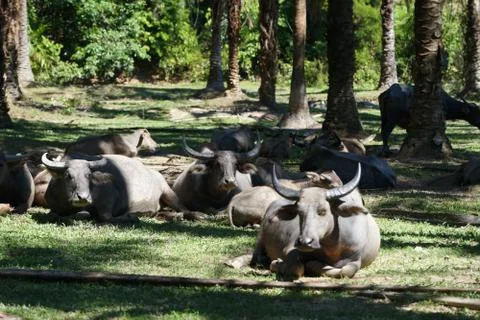 Water buffalo Stock Photos