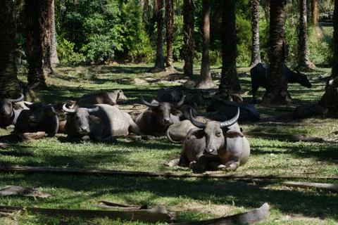 Water buffalo Stock Photos