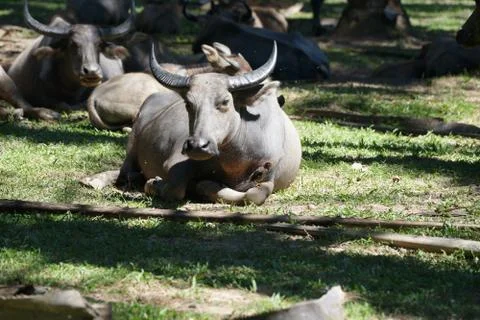 Water buffalo Stock Photos