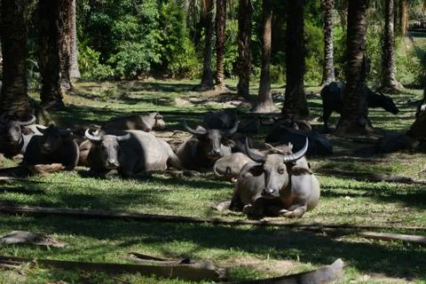 Water buffalo Stock Photos