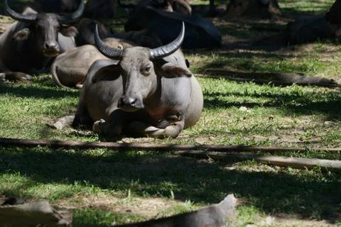Water buffalo Stock Photos